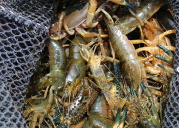 Arequipa: Imarpe realizó monitoreo anual de camarón en el río Majes-Camaná