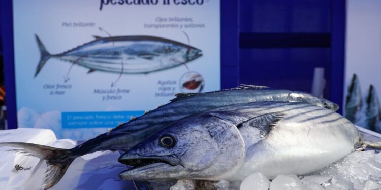 Pesca de bonito: Produce establece límite de captura en 40,516 toneladas para el 2022