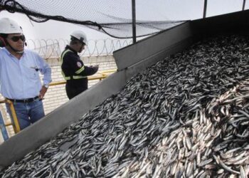 Produce autorizó inicio de primera temporada de pesca de anchoveta en zona sur