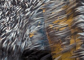 La Niña favorece la pesca para consumo humano en el sur