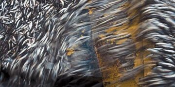 La Niña favorece la pesca para consumo humano en el sur