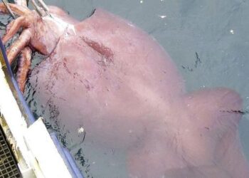 Negociaciones para proteger al calamar de la pesca china no prosperaron en reunión de la OROP-PS