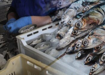 ¿Cuáles son los tipos de pescados que se capturan en alta mar peruano y se venden en el mercado?