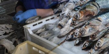 ¿Cuáles son los tipos de pescados que se capturan en alta mar peruano y se venden en el mercado?