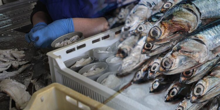 ¿Cuáles son los tipos de pescados que se capturan en alta mar peruano y se venden en el mercado?