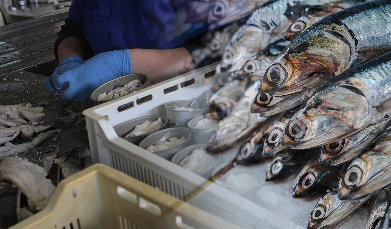 Cuáles son los tipos de pescados que se capturan en alta mar peruano y se  venden en el mercado? – Revista Pesca & Medio Ambiente