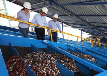 Harina y aceite de pescado desplazó la extracción de especies para consumo humano en el 2021, según INEI