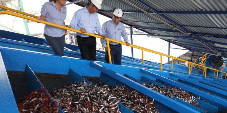 Harina y aceite de pescado desplazó la extracción de especies para consumo humano en el 2021, según INEI