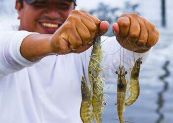 Empresas acuícolas retienen inversiones por US$ 50 millones en espera de nueva ley de promoción