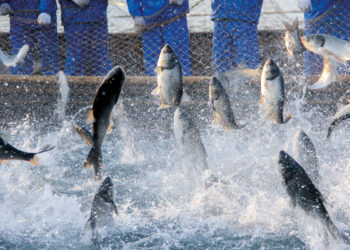 Investigadores crean alimento para peces utilizando subproductos de la pesca y la acuicultura