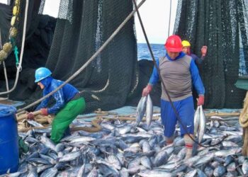 Ecuador: captura de atún en el Océano Pacífico Oriental aumentó durante el 2021