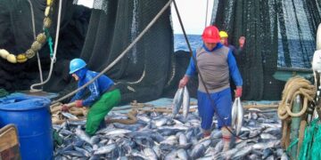 Ecuador: captura de atún en el Océano Pacífico Oriental aumentó durante el 2021
