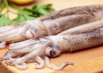 El largo futuro del calamar