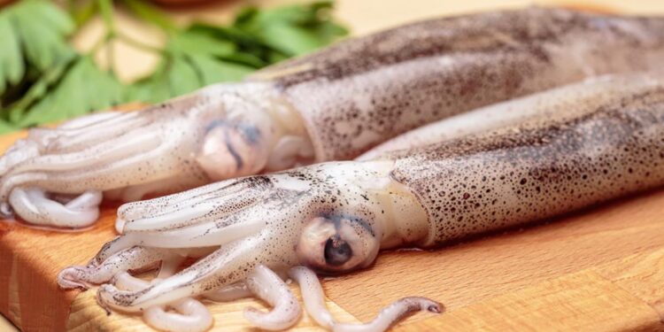 El largo futuro del calamar