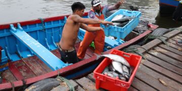Personal de Sanipes verifica inocuidad del pescado en Pucusana, Callao y Ancón