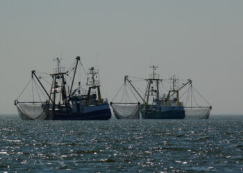 Sistema innovador que analiza la procedencia ilegal del pescado ganó el concurso InnovaTUNA