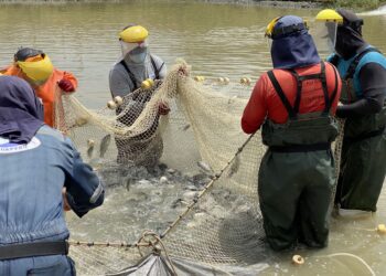 Sanipes exonera de pago para habilitación sanitaria a centros de cultivo de Puno y la selva