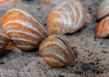 Estados Unidos y la Unión Europea reanudan el comercio de moluscos bivalvos