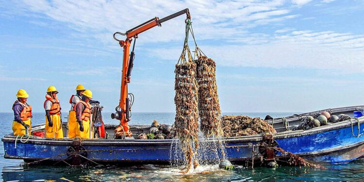 Piura: Maricultores de Sechura se muestran preocupados por la presencia de floración algal tóxica