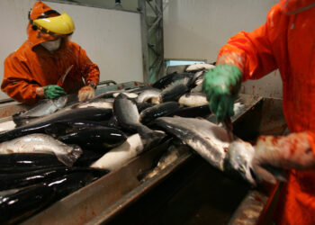 Packaging sustentable: valor agregado a la industria salmonera