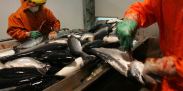 Packaging sustentable: valor agregado a la industria salmonera