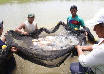 Acuicultura en compás de espera