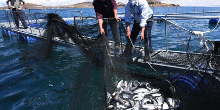 Puno: Implementarán Cite productivo para mejorar la calidad de producción de trucha