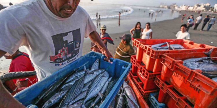 Ministerio de la Producción prorroga permiso de pesca exploratoria de merluza al Imarpe