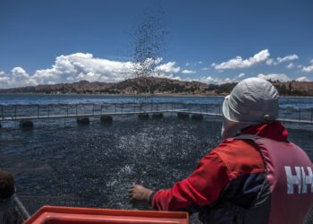 Día Internacional de la Mujer: conoce el innovador plan de crianza de truchas peruanas ejecutan en Puno