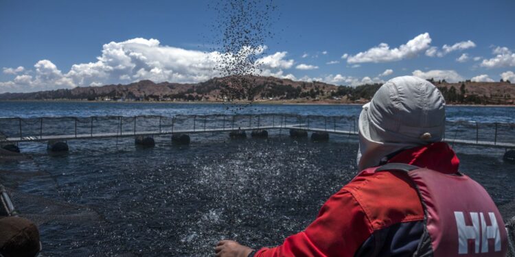 Día Internacional de la Mujer: conoce el innovador plan de crianza de truchas peruanas ejecutan en Puno