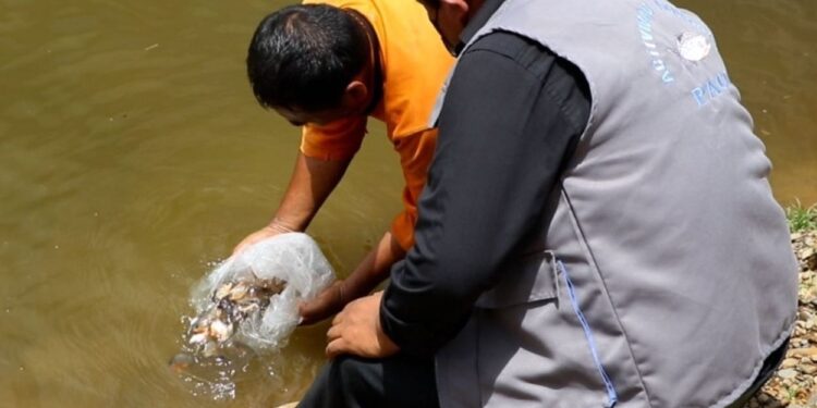 Puno: Devida promueve la crianza de peces tropicales en Carabaya