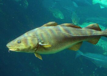 Exportaciones de bacalao peruano registraron un importante crecimiento