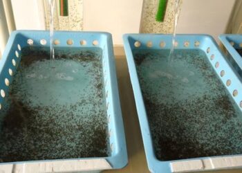 San Martín: Estación Pesquera Ahuashiyacu cuenta con moderno laboratorio de incubación de tilapia