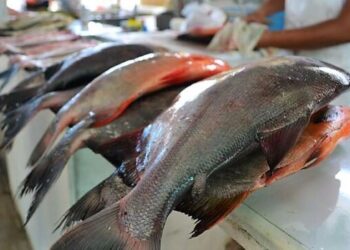 Madre de Dios: ofertarán más de dos toneladas de pescado por Semana Santa