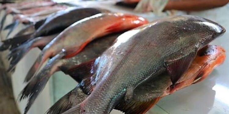 Madre de Dios: ofertarán más de dos toneladas de pescado por Semana Santa