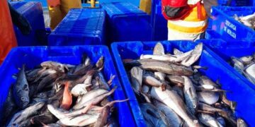 Merluza peruana despierta gran interés en compradores de Estados Unidos y Europa