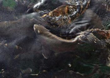 Perú y Bolivia abren laboratorio para producir peces en riesgo de extinción en lago Titicaca