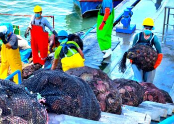 Piura: Sanipes realiza evaluación sanitaria de producción de conchas de abanico en Sechura