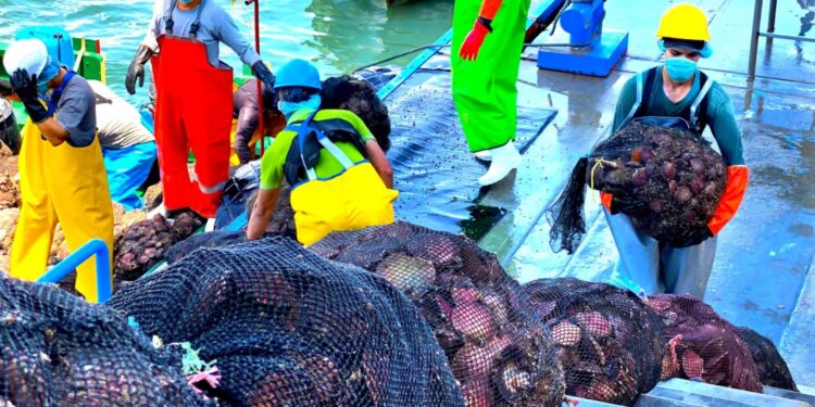 Piura: Sanipes realiza evaluación sanitaria de producción de conchas de abanico en Sechura