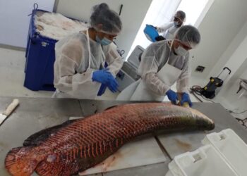 San Martín: certifican a planta procesadora para dar valor agregado a productos pesqueros