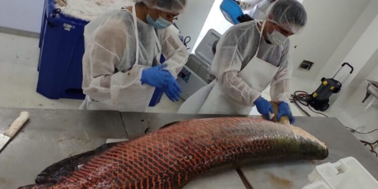 San Martín: certifican a planta procesadora para dar valor agregado a productos pesqueros