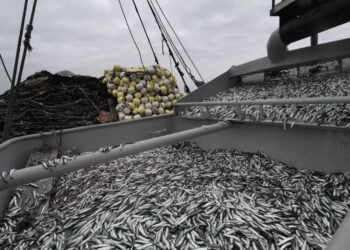 Ministerio de la Producción brinda precisiones sobre temporada de pesca de anchoveta en zona norte-centro
