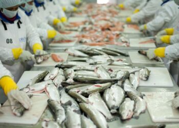 Exportaciones pesqueras no tradicionales alcanzaron los US$ 616 millones