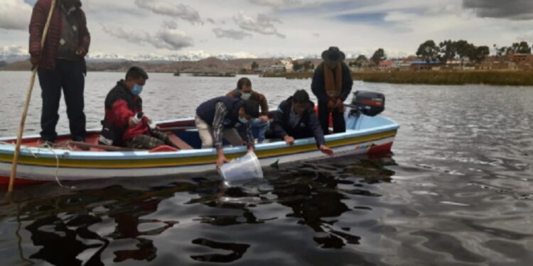 Puno: implementarán laboratorios para reproducir peces nativos en cuenca del lago Titicaca