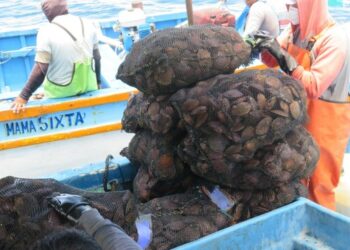 CITEpesquero Piura promueve exportación de concha de abanico en la bahía de Sechura