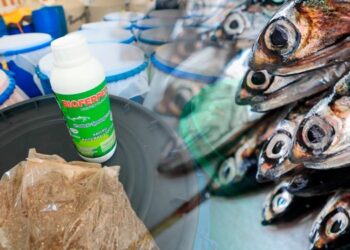 Perú desarrolla 8 tipos de fertilizantes orgánicos con residuos de pescado
