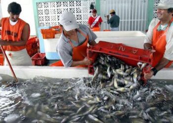 Demandan cese de la temporada de pesca de anchoveta ante alta incidencia de juveniles