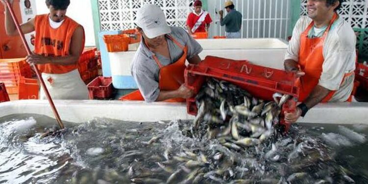 Demandan cese de la temporada de pesca de anchoveta ante alta incidencia de juveniles