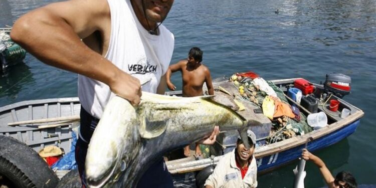 Plantean que pesca en primeras cinco millas marinas sea solo para alimentación