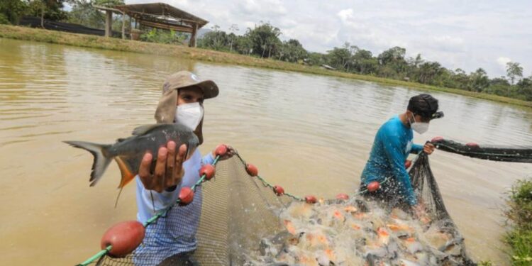 Loreto: elaboran innovador proyecto que mejora la calidad de vida de peces amazónicos
